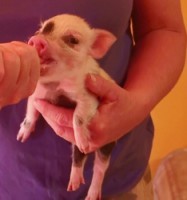 /album/teacup-pigs/a20131015142732-5-234x250-jpg/